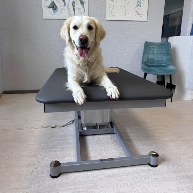 Behandlungsliege PETHERA-SERA für Hunde und Kleintiere für Tierphysiotherapie